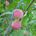 Persikopaj med persikor från vårt egna[...]