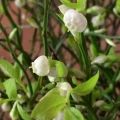 Blåbärsblommor