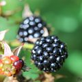 Fotoutmaning Helgbilden 2015-09-06