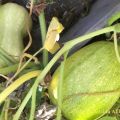Riktigt god Rostad butternut och mumsiga[...]