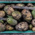 Grön potatis, så här tillagar du den!