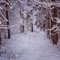 .En vinterpromenad