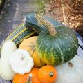 Pumpa och Zucchini, ostkaka, sylt, soppa samt[...]