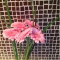 Fotohomestyling