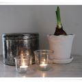 Min översommrade amaryllis har fått se ljuset[...]