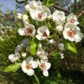 Äppelblommor