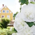 Trädgårdssvep