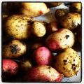 Potatis i en hink