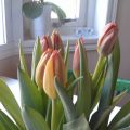 Veckans planering
