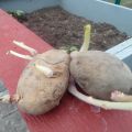 Potatis!