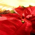 Julstjärnan