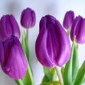 Blommor