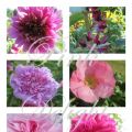 Pink Delight