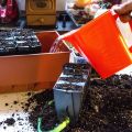 Chilisådd 2 Plantering av frön