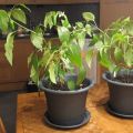 Jalapeños – blommar och bär frukt i[...]