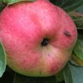 One apple a day keeps the doctor away