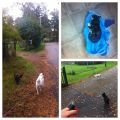 Höstig hundpromme! Sällskapsdam! Kollegor på[...]