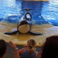 Blackfish, spägghuggare i fångenskap