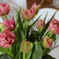 Nyklippt kille och mystiska blommor
