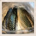 INLAGD STEKT MAKRILL - GUDAGOTT!
