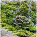 Mossigt rabarberfat, flygande gris och[...]