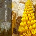 Superfoods: Cistanche