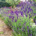 Lavendel ger oväntat goda smakkombinationer