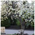 Vårblommande träd och kvinnlig kraft
