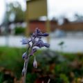 Den sista blomningen