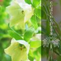 Superfoods: Codonopsis