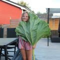Rabarbertips sökes