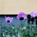 Vi gerillaodlar vallmo hos oss själva