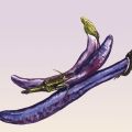 Lucka nr 1 - Aubergine