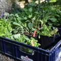 Att plantera ut förkultiverade plantor