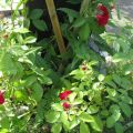 Blooming..garden!