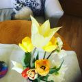 Tulpan- och narcissfrossa