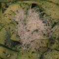 STRIMLAD ZUCCHINI - GOTT ALTERNATIV TILL PASTA