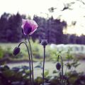 Vallmo Papaver somniferum