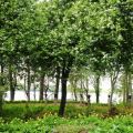 Trädgårdsmästare Blomqvist: Mellan hägg och[...]