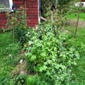 Sanningens minut! (Sverige; vi har ett[...]