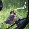 Du ska inte tro det blir sommar
