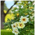 Förälskad i bedårande pimpinellrosen Aicha,[...]