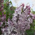 Den blommande trädgården och nya trädgårdsmöbler
