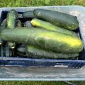 Var det nån som sa Zucchini?