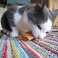 Katastroflunch