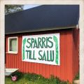 VIT PIZZA MED CHÈVRE, SPARRIS & FÄRSK RAMSLÖK