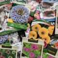Blommor - Så försår jag dem