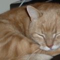 Snarkande katt!!