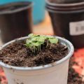 Omplantering och sådd januaris sista dag