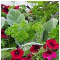 Drömmer om sommarens blomlådor, fröbeställning[...]